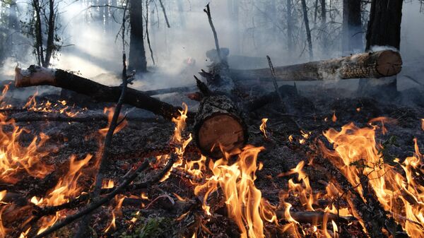 Тушение лесных пожаров в Якутии - Sputnik Ўзбекистон