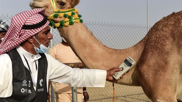 Проверка микрочипа верблюдов во время соревнования в саудовском городе Таиф - Sputnik Узбекистан