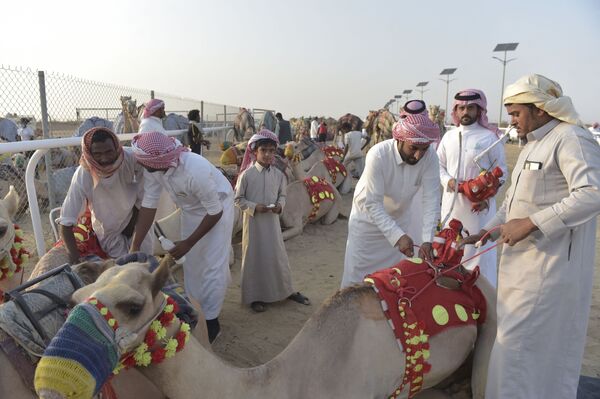 Перед фестивалем верблюдов проводники подготавливают животных к гонке. - Sputnik Узбекистан