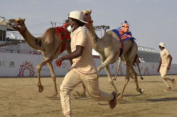В начале гонок проводники бегут вместе с верблюдами, чтобы подзадорить их. - Sputnik Узбекистан