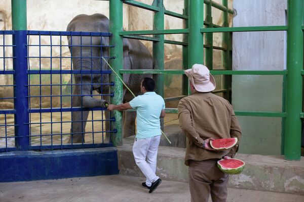 В Ташкентском зоопарке немецкий специалист дал серию мастер-классов по уходу за слонами - Sputnik Узбекистан
