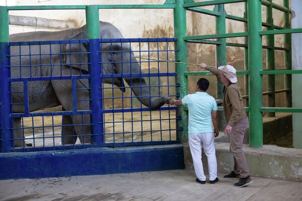 В Ташкентском зоопарке немецкий специалист дал серию мастер-классов по уходу за слонами - Sputnik Узбекистан
