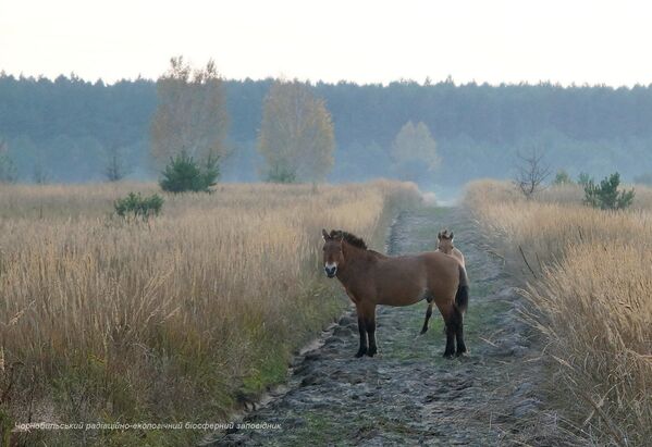 Дикие лошади в зоне отчуждения Чернобыльской АЭС - Sputnik Узбекистан