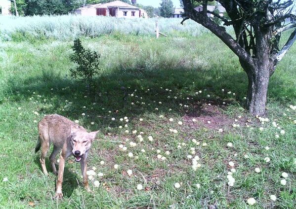 Волк в зоне отчуждения Чернобыльской АЭС - Sputnik Узбекистан