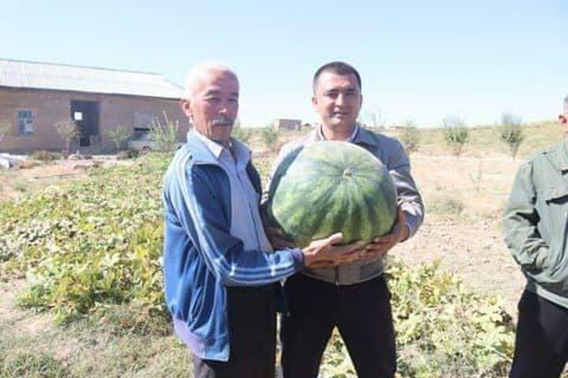  В Самарканде фермеры выращивают крупные арбузы - Sputnik Узбекистан, 1920, 05.10.2021