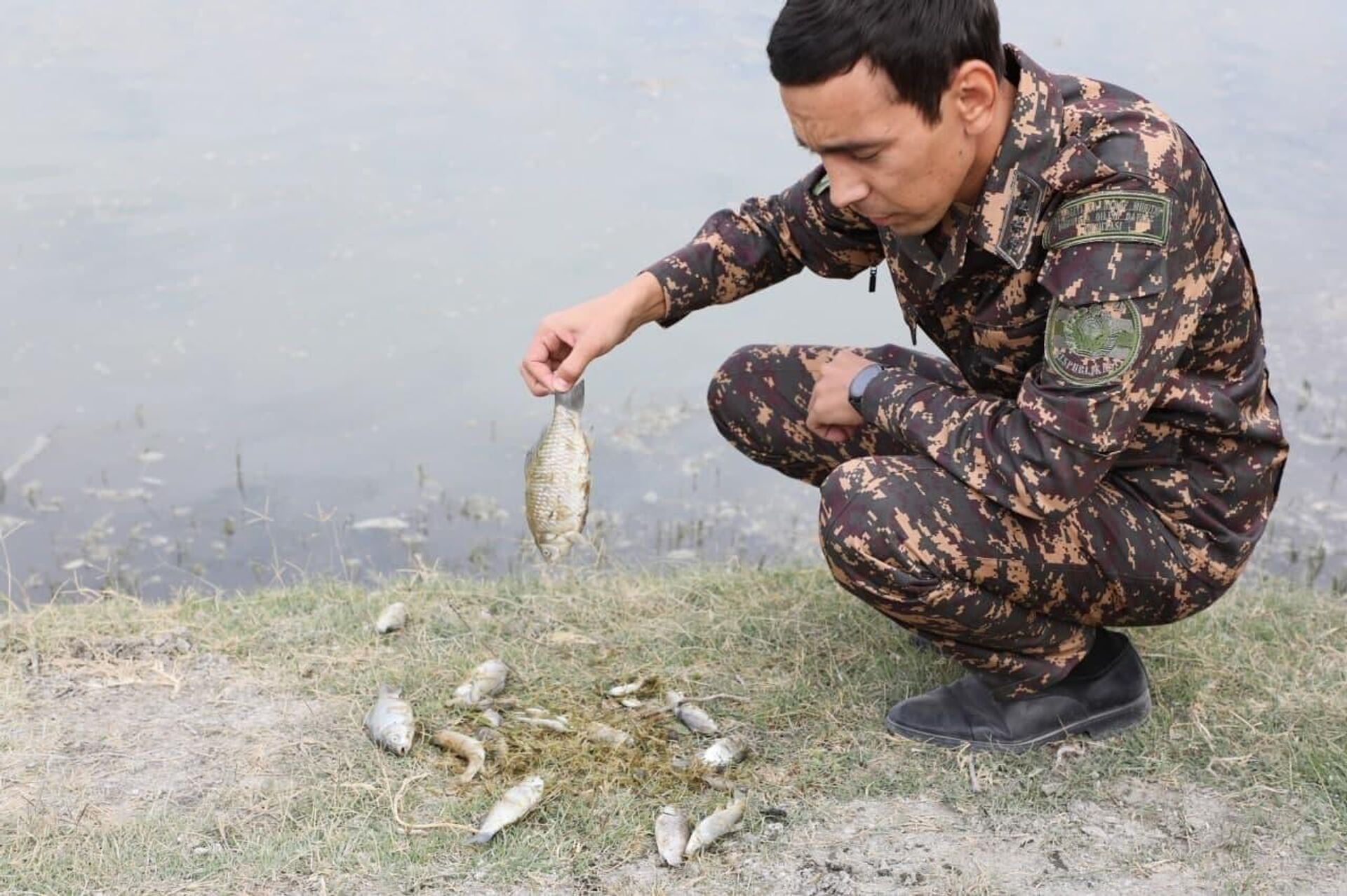 Массовый замор рыбы произошел на участке реки Зарафшан - Sputnik Узбекистан, 1920, 09.10.2021