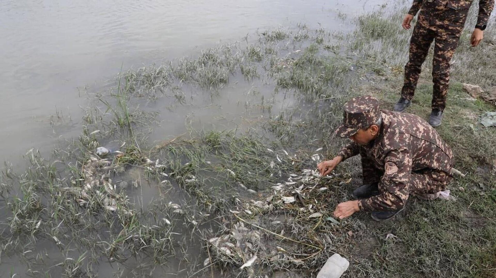 Массовый замор рыбы произошел на участке реки Зарафшан - Sputnik Узбекистан, 1920, 09.10.2021