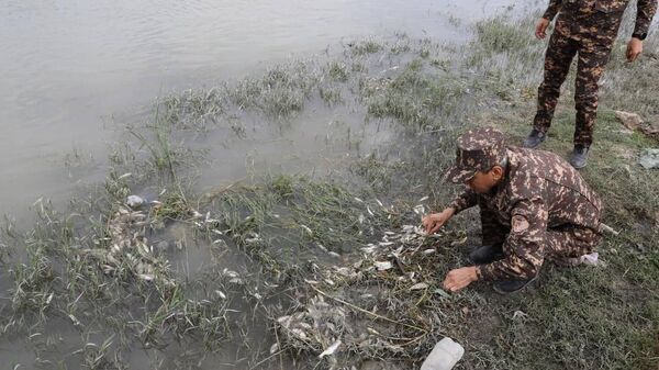 Массовый замор рыбы произошел на участке реки Зарафшан - Sputnik Ўзбекистон