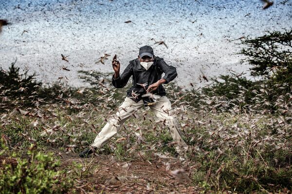 На этой фотографии изображен мужчина, пытающийся спугнуть массивный рой саранчи, опустошающей пастбища в Кении.  - Sputnik Узбекистан