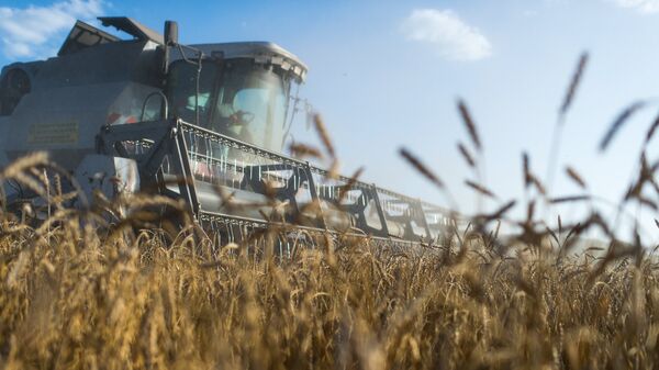 Уборка пшеницы на полях, архивное фото - Sputnik Ўзбекистон