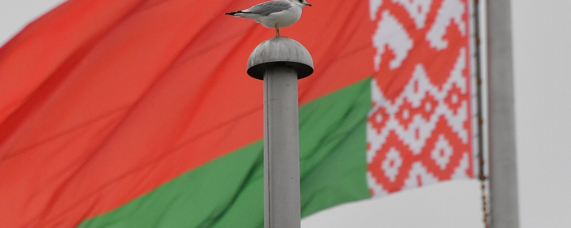 Флаг Беларуси, архивное фото - Sputnik Узбекистан, 1920, 13.11.2021