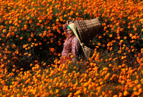 Сбор цветков календулы в Непале, 2 ноября. - Sputnik Узбекистан