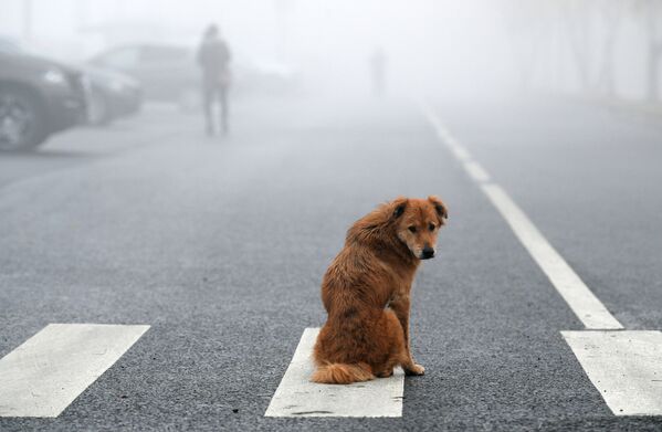 Собака во время тумана в Москве, 3 ноября. - Sputnik Узбекистан