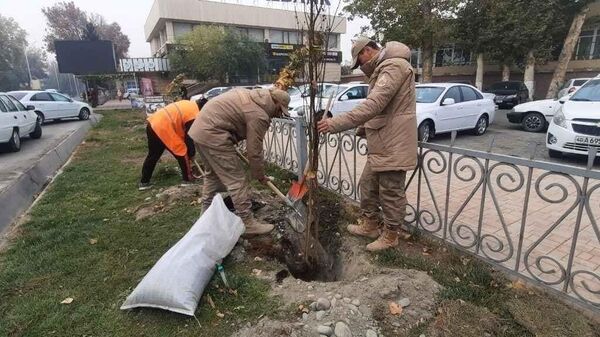 Как проходят Ударные 40 дней по посадке деревьев в Узбекистане - Sputnik Ўзбекистон