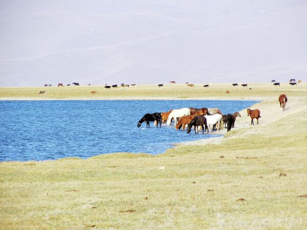 Лошади на водопое на летнем пастбище (Джайлоо) Сон-Кол в Нарынском районе - Sputnik Узбекистан