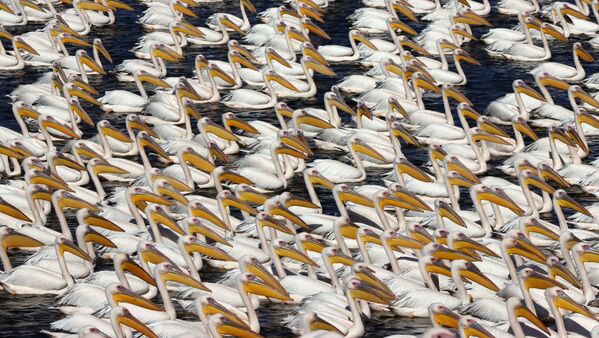 Тысячи больших белых пеликанов захватывают пруды в местности Эмек-Хефер близ Тель-Авива. Пеликаны останавливаются здесь дважды в год во время сезонной миграции с Балканского полуострова в Африку и обратно. В Израиле они отдыхают и кормятся неделями, разоряя коммерческие пруды с рыбой.  - Sputnik Узбекистан