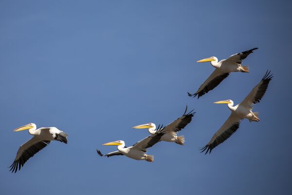 Большие белые пеликаны пролетают над водохранилищем Мишмар ха-Шарон в центральном Израиле. - Sputnik Узбекистан