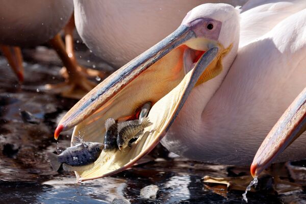 Проект по кормлению птиц смог решить проблему — пеликаны знают, где всегда могут найти пищу, и не трогают коммерческие рыбные фермы. - Sputnik Узбекистан