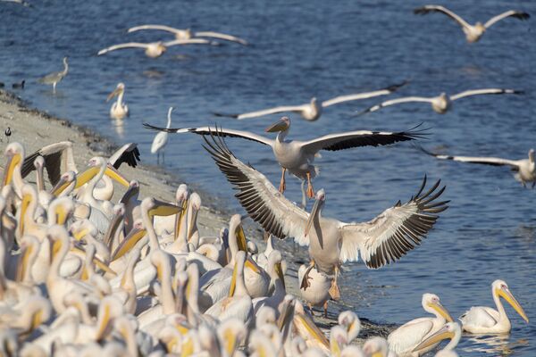 Пеликаны кормятся на водохранилище Мишмар ха-Шарон в центральном Израиле. - Sputnik Узбекистан