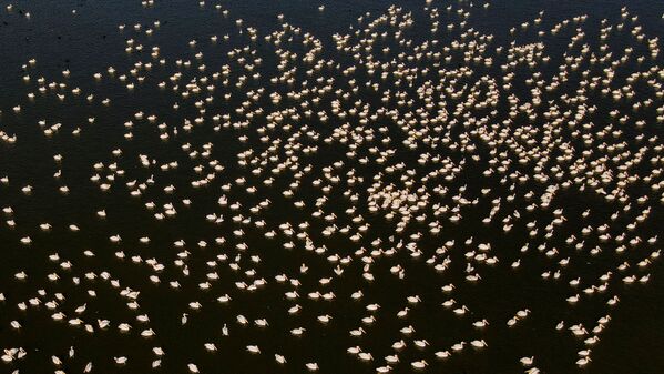 Отдохнув, птицы отправляются в дальний полет до места зимовки в Африке. - Sputnik Узбекистан
