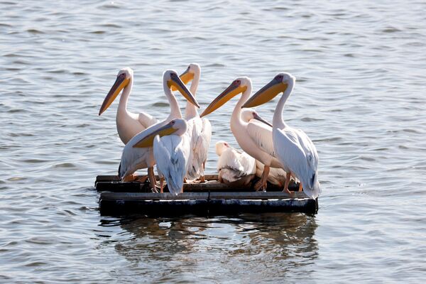 Весной нашествие белых птиц повторится — пеликаны остановятся здесь на отдых перед перелетом к месту гнездовья в Европе. - Sputnik Узбекистан