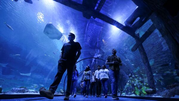 Посетитель в туннеле аквариума The National Aquarium Abu Dhabi в Абу-Даби - Sputnik Узбекистан