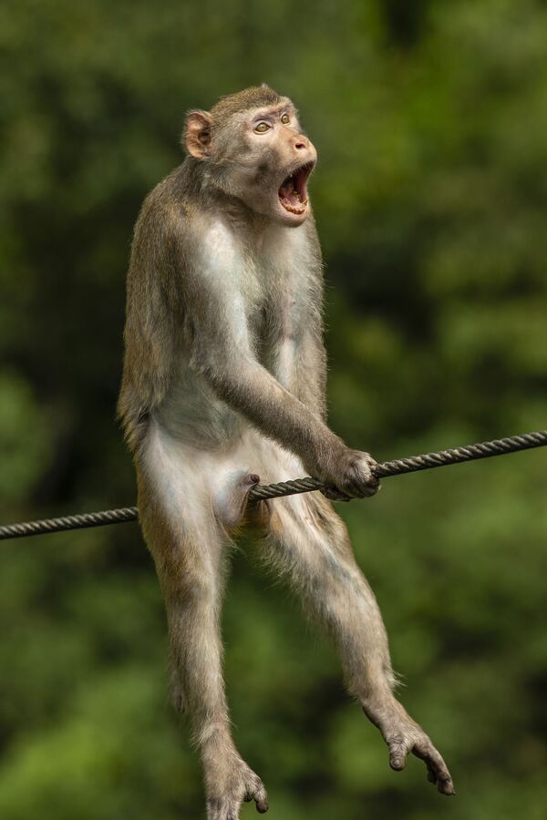 Победитель конкурса Comedy Wildlife Photo Awards 2021 — золотая шелковистая обезьяна из провинции Юньнань в Китае. Конкурс проводится с 2015 года. - Sputnik Узбекистан