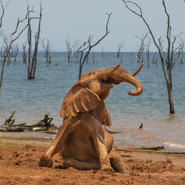 Слоненок радуется грязевой ванне на озере Кариба в Зимбабве. - Sputnik Узбекистан