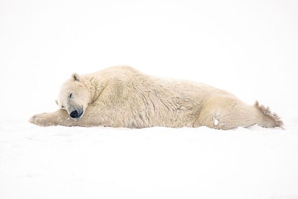 Осенью, когда в заливе снова встанет лёд, белые медведи уходят из города в свои привычные места обитания. - Sputnik Узбекистан