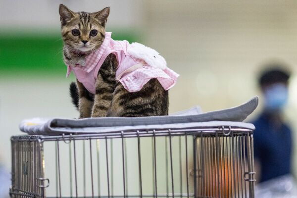 Кошка в розовом костюмчике. Традиционно в рамках выставки проводится конкурс костюмов для собак и кошек. - Sputnik Узбекистан