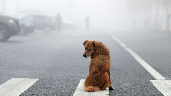 Собака во время тумана, иллюстративное фото - Sputnik Узбекистан