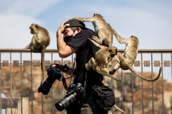 Макаки цепляются за фотокорреспондента в храме Пранг Сам Йот во время ежегодного &quot;обезьяньего банкета&quot; в провинции Лопбури 28 ноября 2021 г. - Sputnik Узбекистан