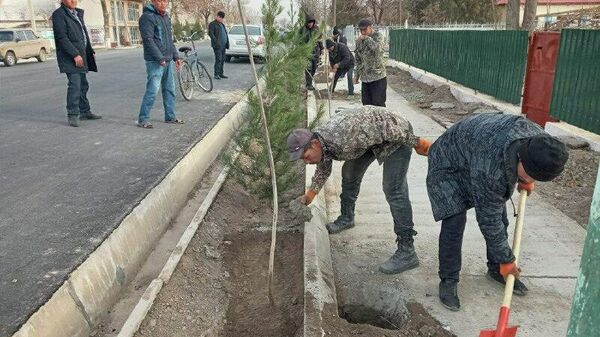 В Джизакской области из бетонного плена освободили десятки деревьев - Sputnik Узбекистан