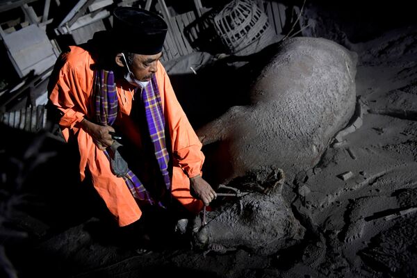 Мужчина оплакивает корову, погибшую в результате извержения и засыпанную пеплом. - Sputnik Узбекистан