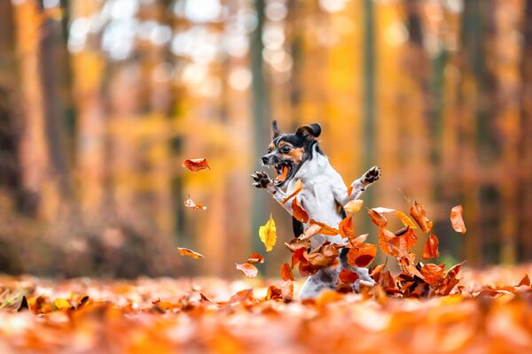 Лея обожает играть с листьями. - Sputnik Узбекистан