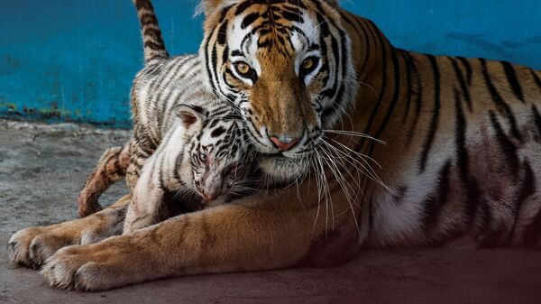 Белый тигренок Янек играет со своей матерью в Национальном зоопарке в Гаване - Sputnik Узбекистан