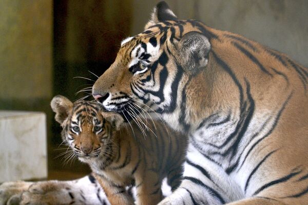 Бенгальский тигренок, родившийся 26 мая в зоопарке Дакки, Бангладеш. - Sputnik Узбекистан