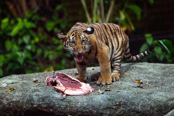 Котенок малайского тигра в сафари-парке в Сингапуре. - Sputnik Узбекистан