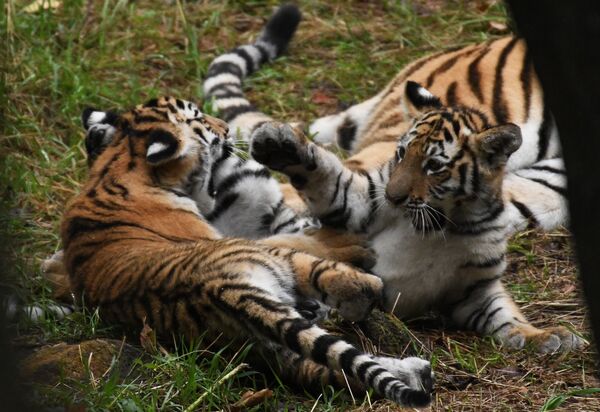 Амурские тигрята в Приморском сафари-парке - Sputnik Узбекистан