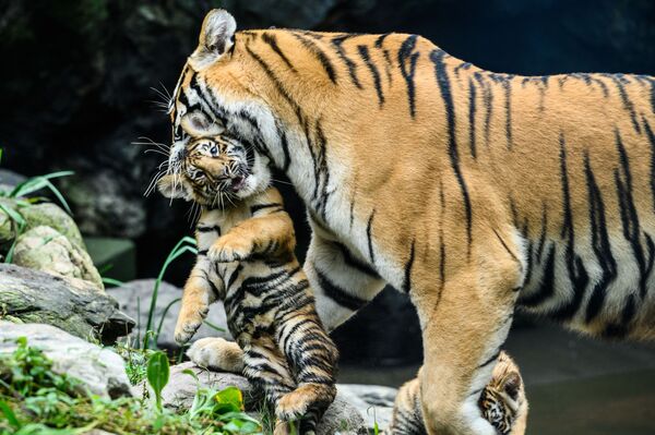В развлекательном парке Йонъин недалеко от Сеула родилось сразу пять амурских тигрят. Мама несет одного из непосед. - Sputnik Узбекистан