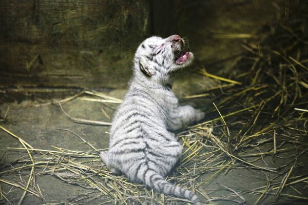 Двухдневный белый тигренок в зоопарке в Никарагуа. Впервые здесь родилось сразу трое белых малышей. - Sputnik Узбекистан