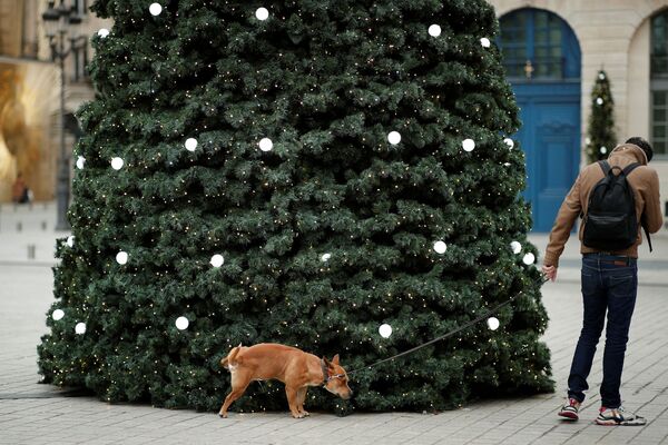 Собака &quot;поливает&quot; ёлку на Вандомской площади в Париже, 15 декабря 2021 г. - Sputnik Узбекистан