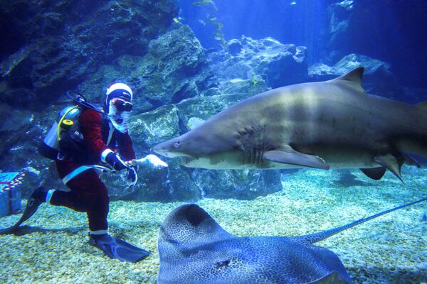 Дайвер в костюме Санта-Клауса кормит акулу во в аквариуме Sea Life Bangkok Ocean World в Тайланде, 14 декабря 2021 г. - Sputnik Узбекистан
