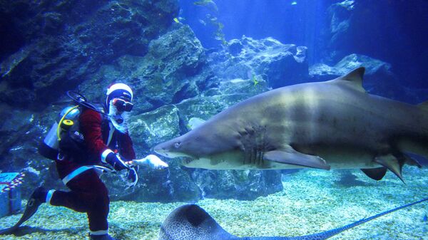 Дайвер в костюме Санта-Клауса кормит акулу в честь предстоящего Рождества в океанариуме Sea Life Bangkok Ocean World в Бангкоке, Таиланд - Sputnik Узбекистан