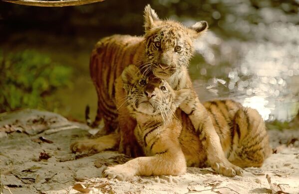 &quot;Два брата&quot; (2004 г.) — приключенческий фильм про двух тигрят, разлученных в детстве и встретившихся вновь уже взрослыми на арене для поединков. Молодым хищникам предстоит выжить в мире людей, найти друг друга и попытаться вернуться в родные джунгли. - Sputnik Узбекистан