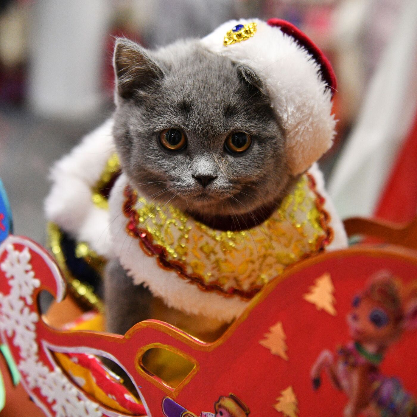 Yangi yil mushuklari fotosuratlari