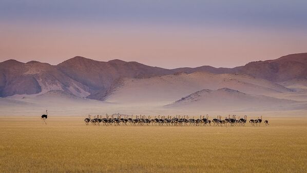 Страусиный &quot;детский сад&quot; в Намибии — несколько десятков молодых страусов под присмотром взрослого самца.  - Sputnik Узбекистан