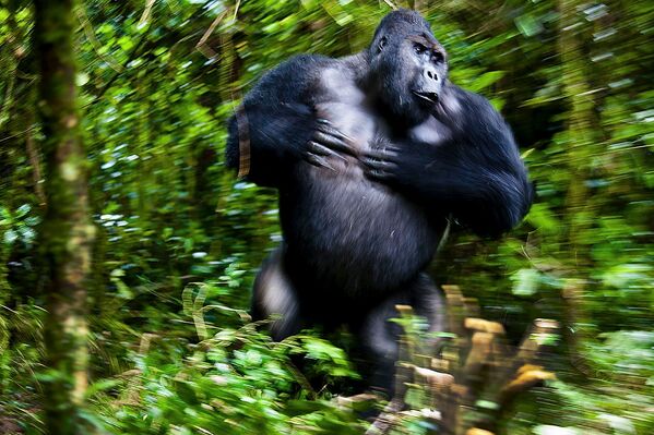 Вожак группы горилл в национальном парке Конго.  - Sputnik Узбекистан