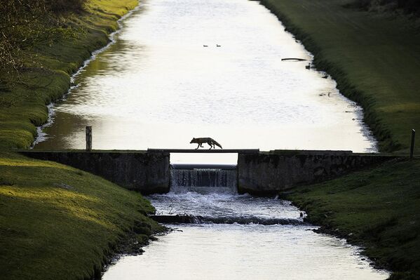Лиса переходит по мосту в природном заповеднике в Нидерландах.  - Sputnik Узбекистан