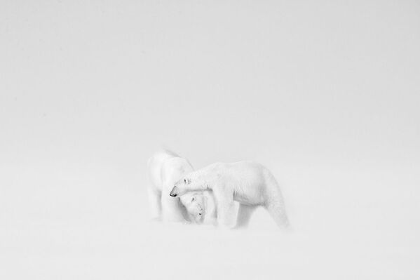 Пара полярных медведей почти сливается с белоснежным ландшафтом в Свальбарде.  - Sputnik Узбекистан